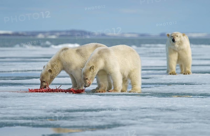 Polar bears (Ursus maritimus)