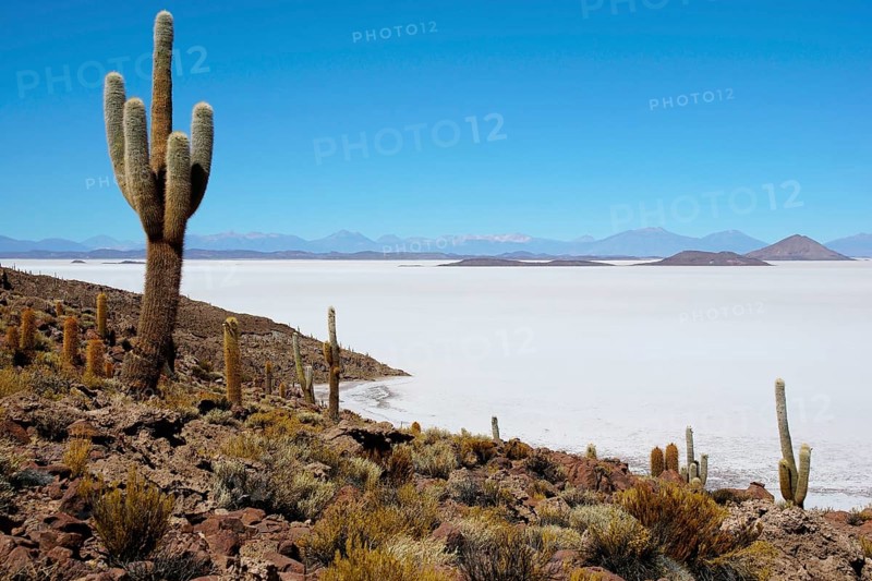 Cacti (Echinopsis atacamensis) on the island of Isla Pescado in the salt lake