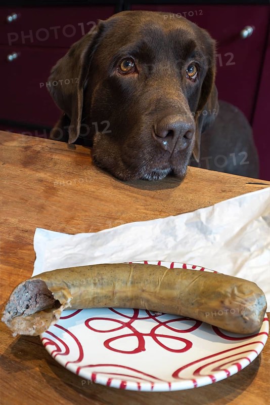 Labrador looks at a plate with liverwurst