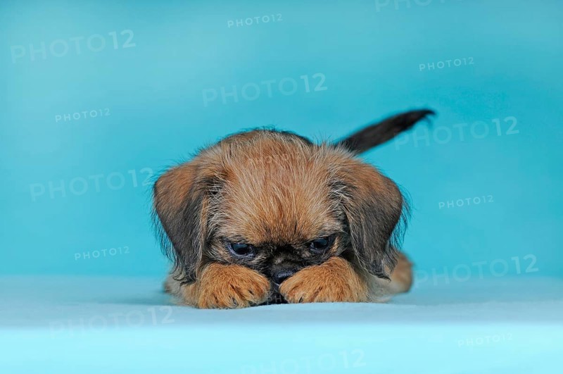 Brussels Griffon