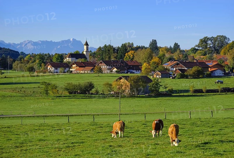 Cows graze in a meadow