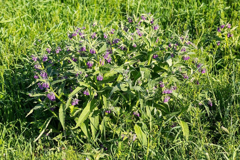 Flowering Comfrey (Symphytum)
