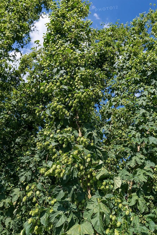 Hop umbels (Humulus lupulus) on the plant