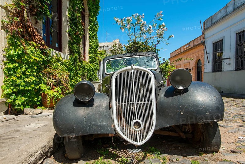 Car wreck of an oldtimer overgrown with flowering plants