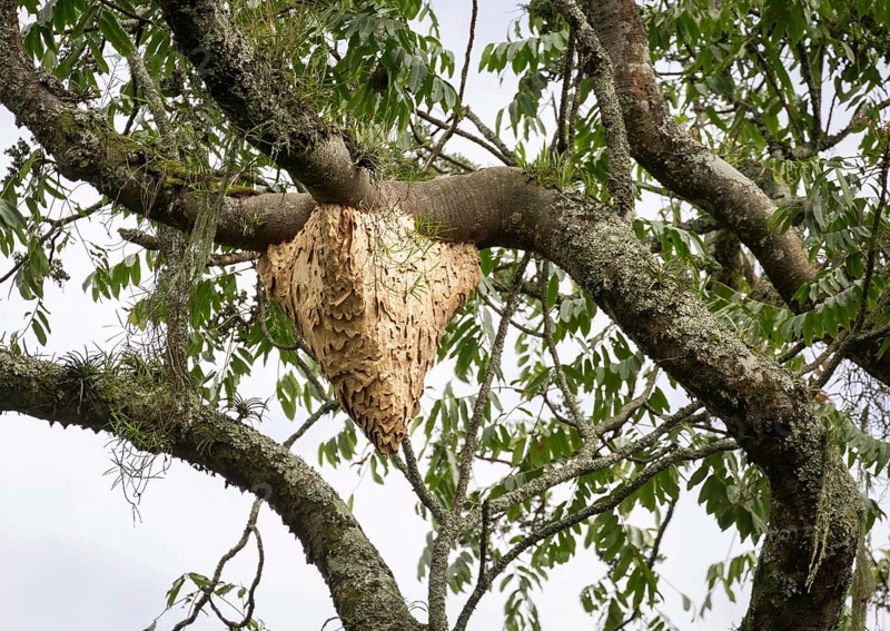 Wasp nest hanging in tree
