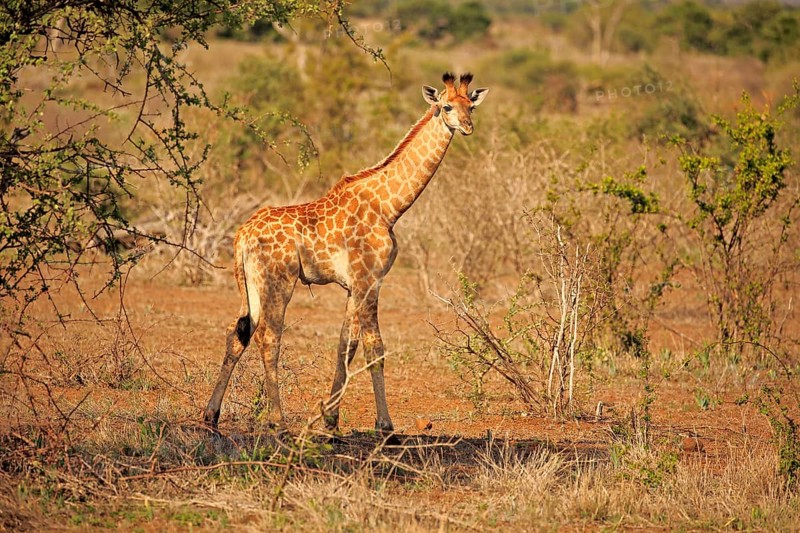 South African giraffe (Giraffa camelopardalis giraffa)