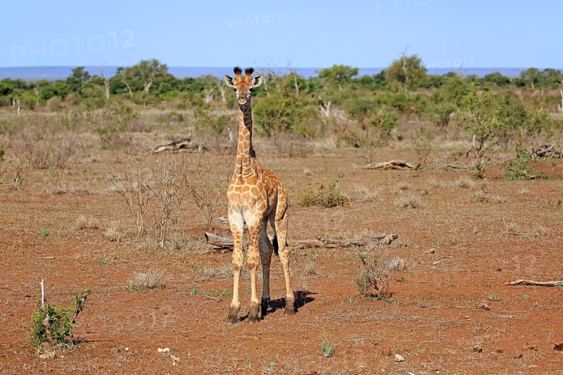 South African giraffe (Giraffa camelopardalis giraffa)