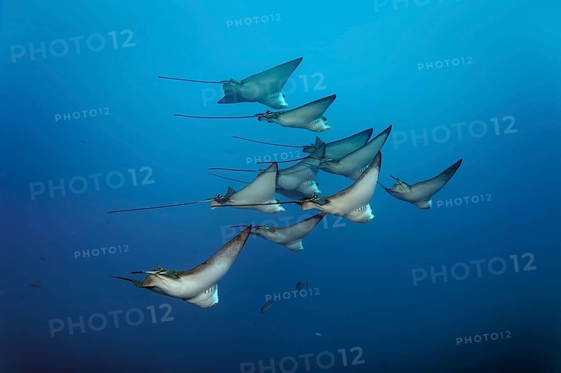 Swarm Spotted eagle rays (Aetobatus narinari)