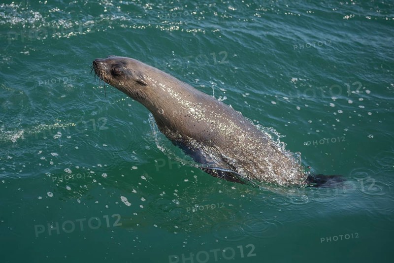 Cape fur seal (Arctocephalus pusillus)