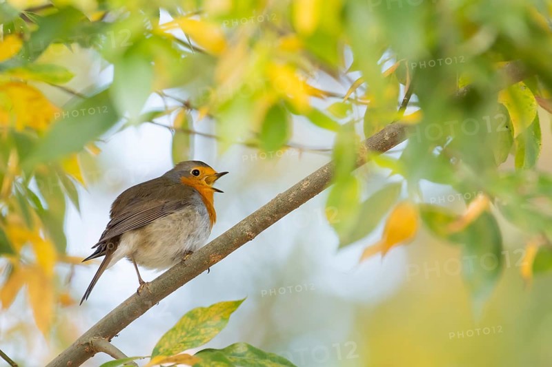 Singing European robin (Erithacus rubecula) on branch