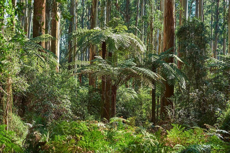 Rainforest with Tree ferns (Cyatheales) and Eucalyptus regnans trees (Eucalyptus regnans)