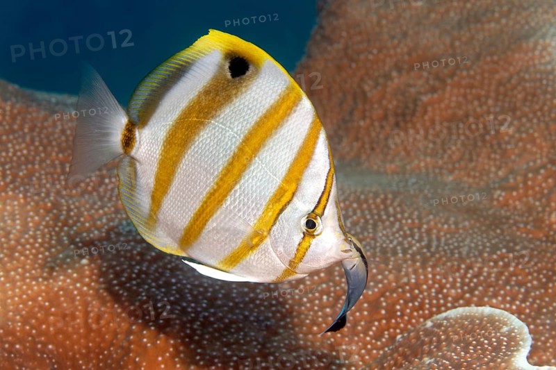 Sixspine butterflyfish (Parachaetodon ocellatus) with Bluestreak cleaner wrasse (Labroides dimidiatus)