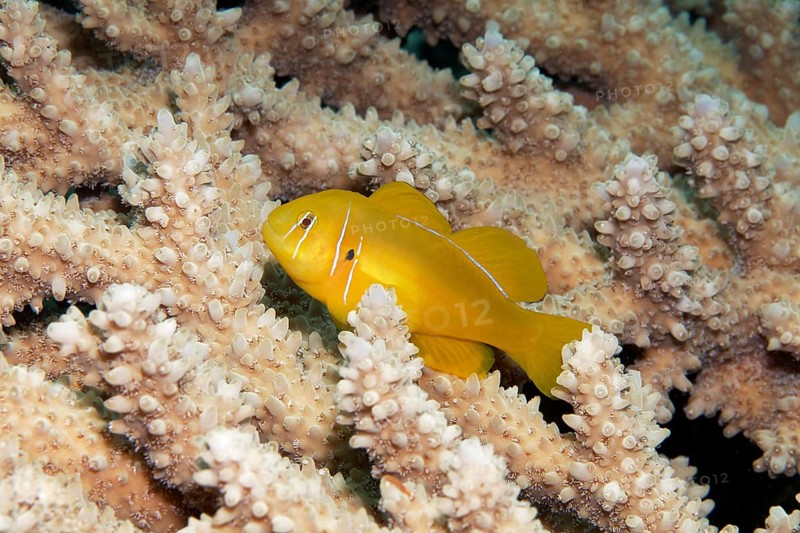 Poison Goby (Gobiodon citrinus)