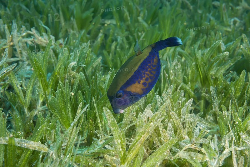 Baby Bluetail Trunkfish (Ostracion cyanurus) swims in the green sea grass