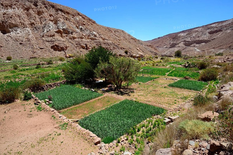 Green fields on the river Rio Grande