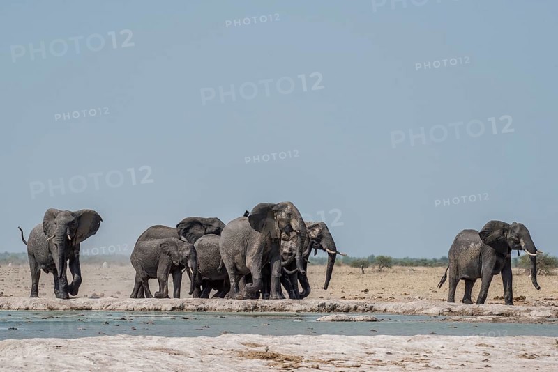 African elephants (Loxodonta africana)