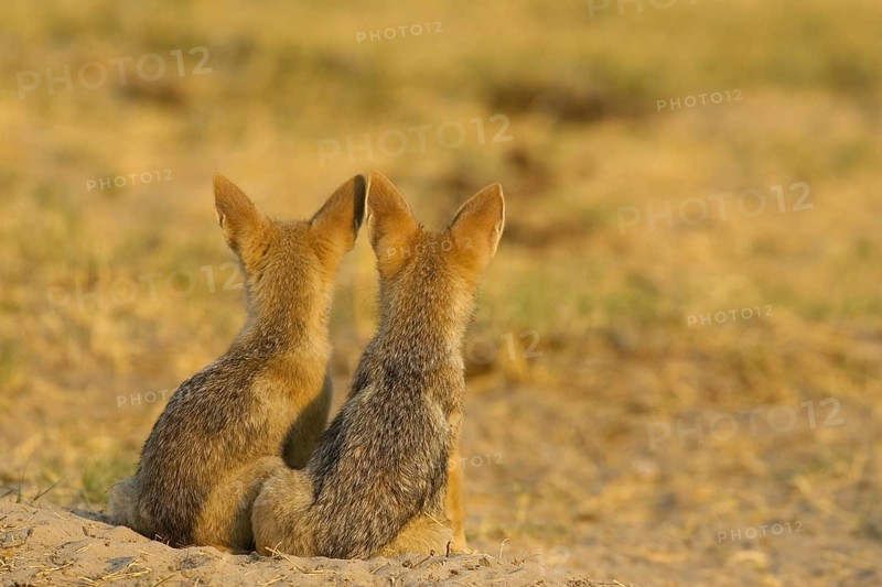 Black-backed Jackals (Canis mesomelas)
