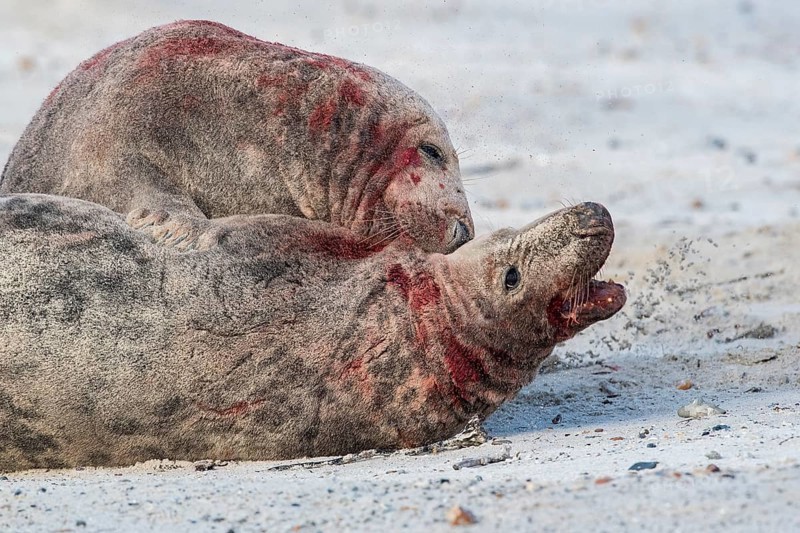 Grey seals (Halichoerus grypus)