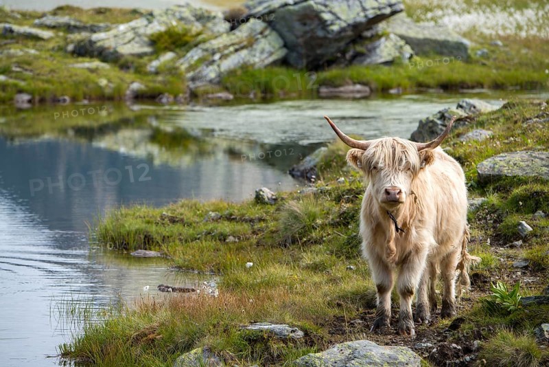 Scottish Highland cattle on the alpine pasture