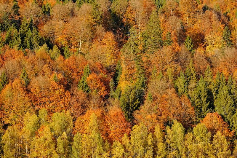 Autumnal mixed forest