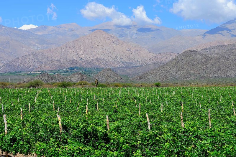 Viticulture on the Ruta 40