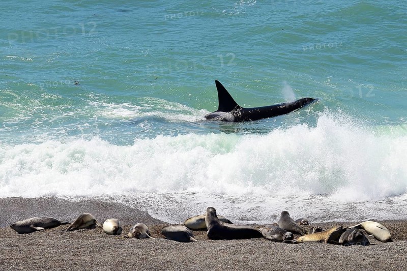 Killer whale (Orcinus orca) searching for prey in front of gravel bank with Southern elephant seals (Mirounga leonina)