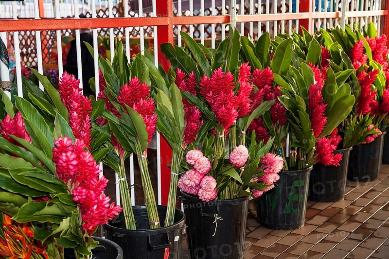 Red ginger (Alpinia purpurata)