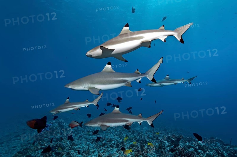 Blacktip reef sharks (Carcharhinus melanopterus)