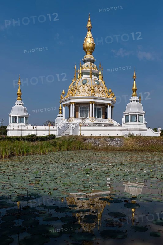 Pond with Lotus (Nelumbo) in front of Maha Rattana Chedi of Wat Thung Setthi