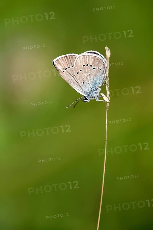 Mazarine Blue (Polyommatus semiargus) on blade