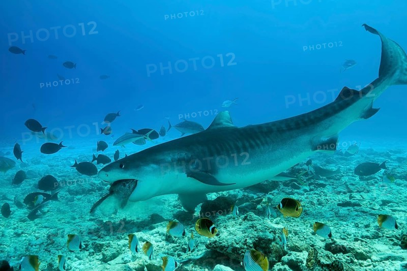 Tiger Shark (Galeocerdo cuvier) eating tuna