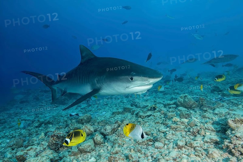 Tiger Shark (Galeocerdo cuvier) swims over coral reef