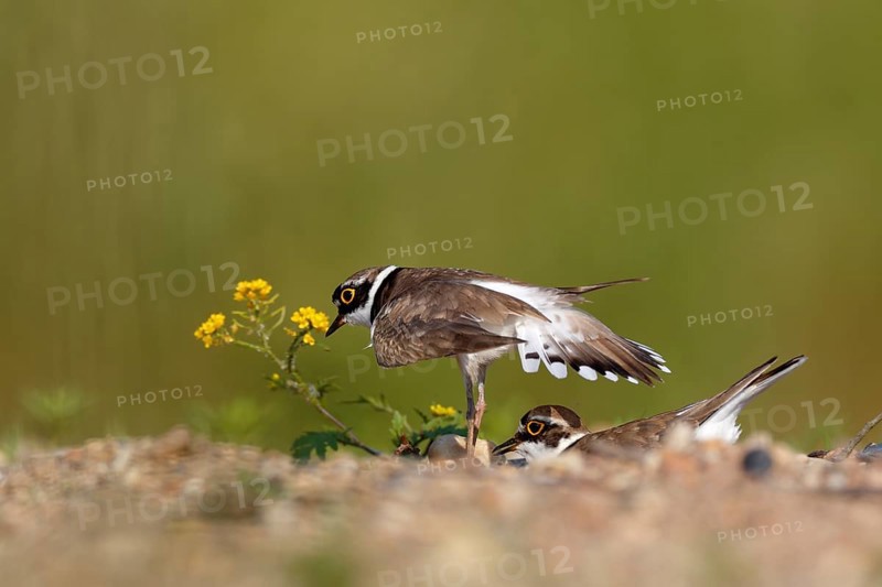 Little ringed plover (Charadrius dubius)