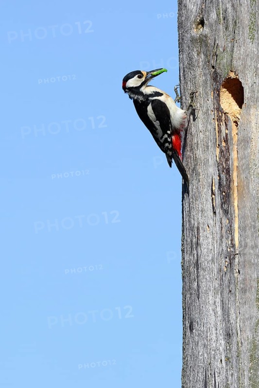 Great spotted woodpecker (Dendrocopos major)