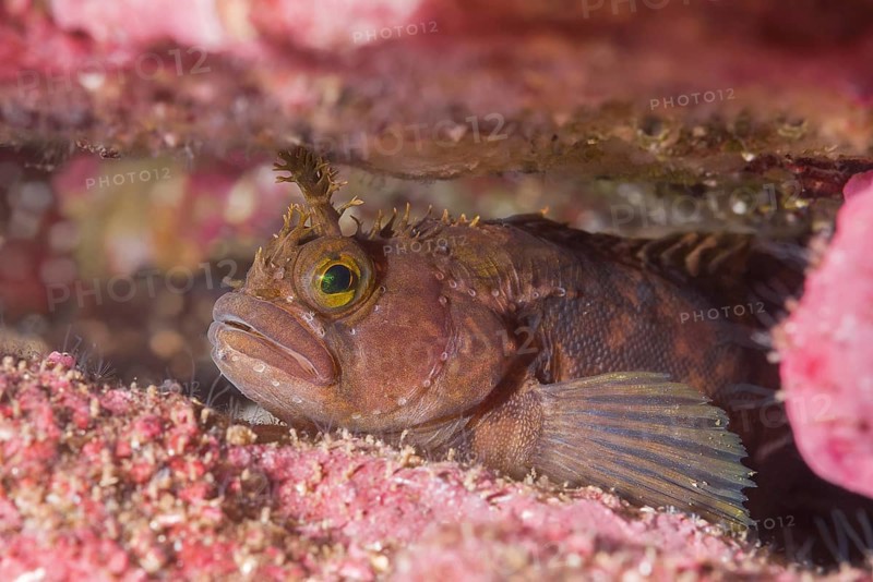 Yarrell's Blenny or Atlantic Warbonnet (Chirolophis ascanii) hiding in the crevice of the reef