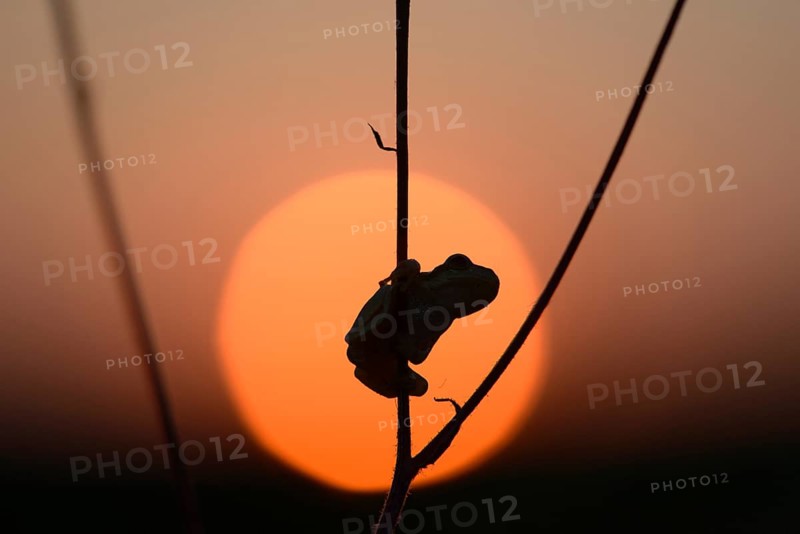 European tree frog (Hyla arborea) at sunset