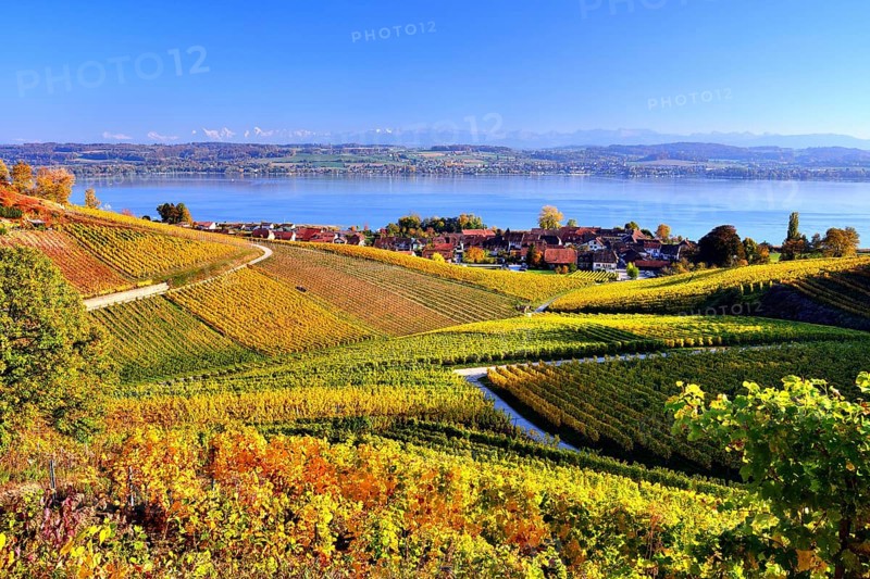 Yellow vineyards in autumn on Lake Murten