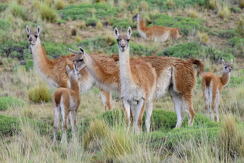 Flock of Guanacos (Lama guanicoe) with young animals