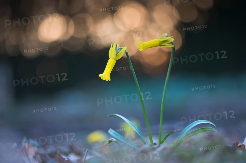 Cyclamen-flowered daffodil (Narcissus cyclamineus) with light reflections
