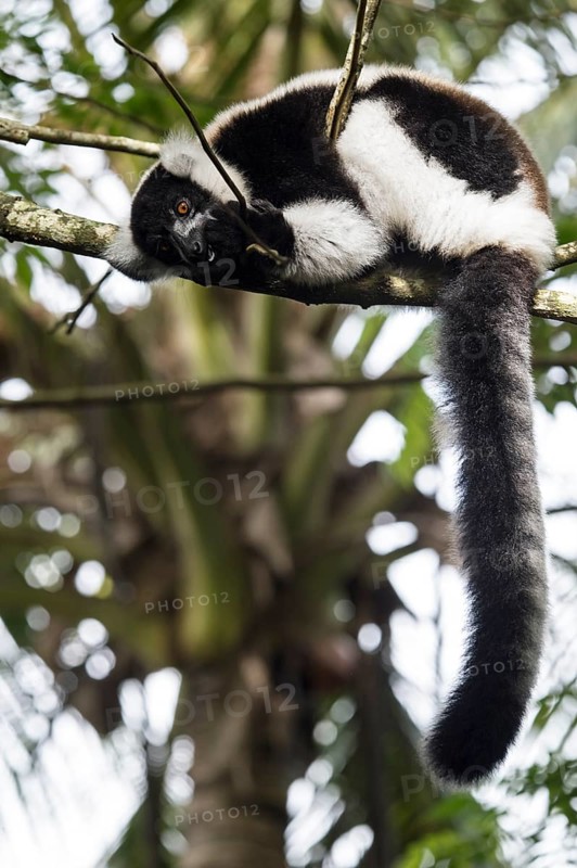 Black-and-white ruffed lemur (Varecia variegata) hangs in a tree
