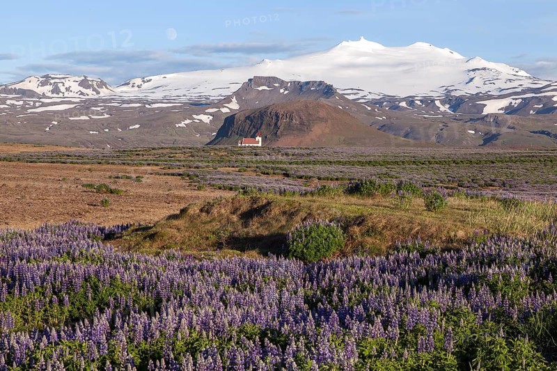 Landscape with blue Nootka lupins (Lupinus nootkatensis)