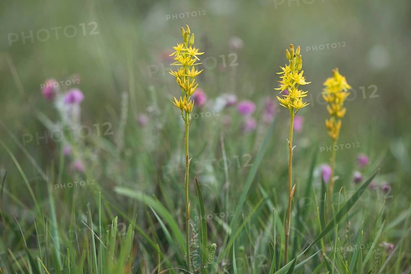 Bog Asphodel (Narthecium ossifragum)