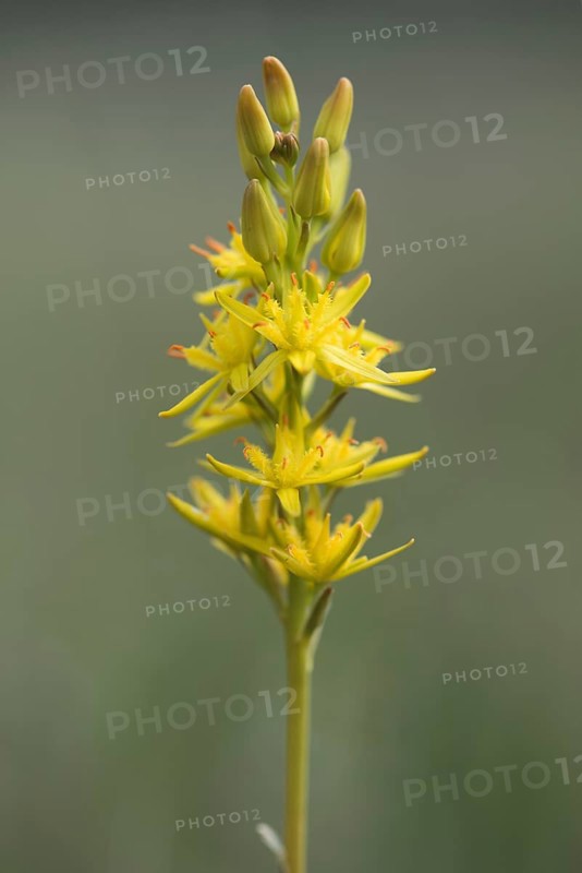 Bog Asphodel (Narthecium ossifragum)
