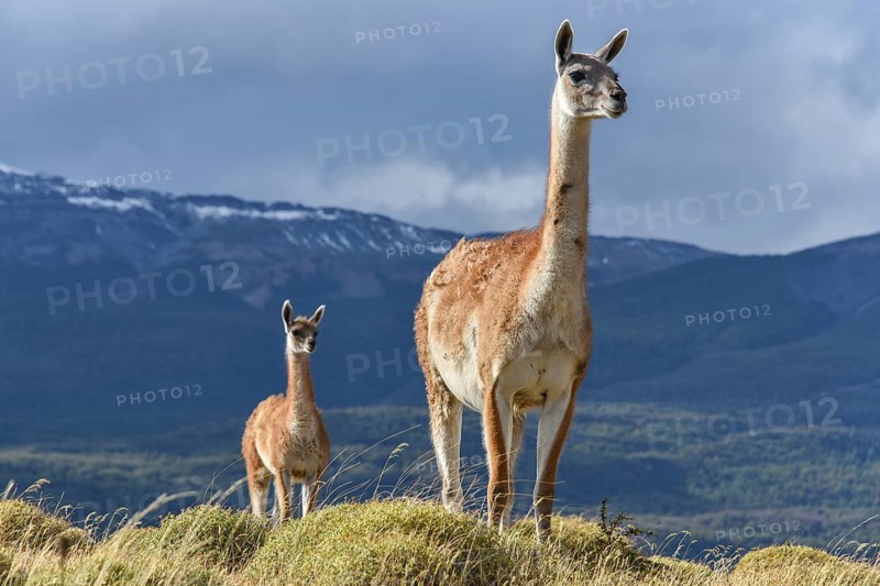 Guanacos (Lama guanicoe) on a ridge