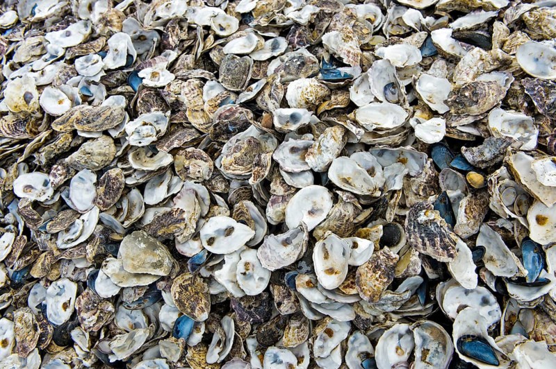 Empty True oystersshells in a breed (Ostreidae)