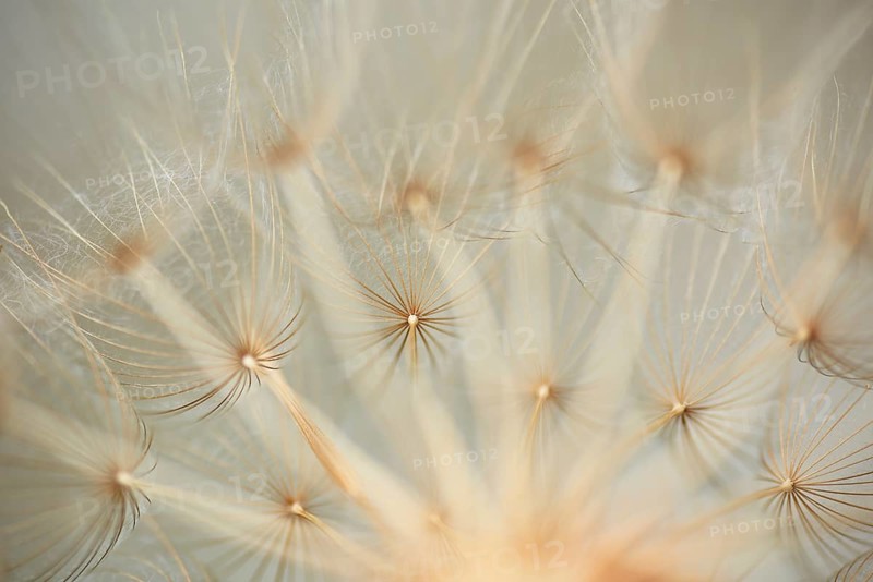 Meadow salsify (Tragopogon pratensis)