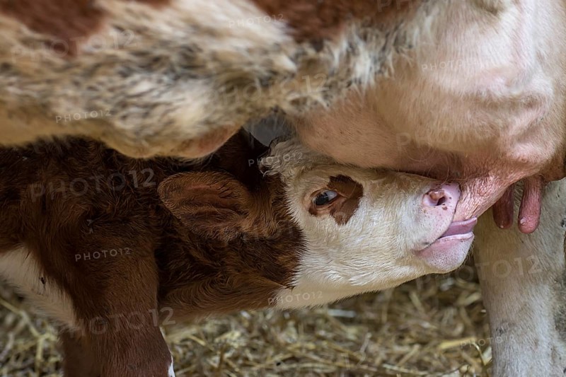Little calf drinks at udder of suckler cow