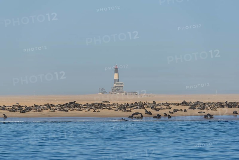 South African Fur Seal (Arctocephalus pusillus)