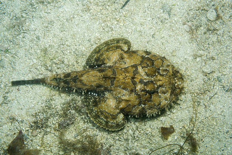 Angler fish (Lophius piscatorius) lies on the sand