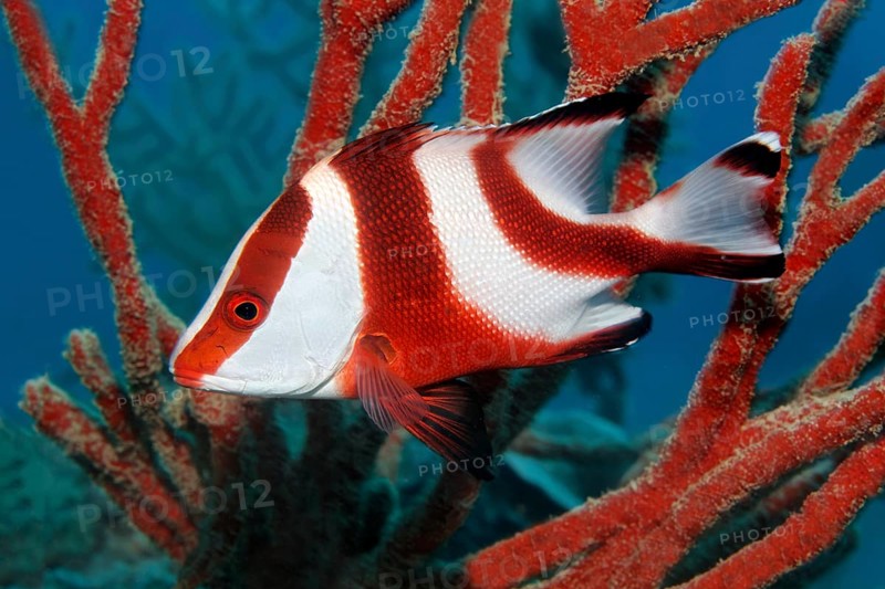 Emperor red snapper (Lutjanus sebae)